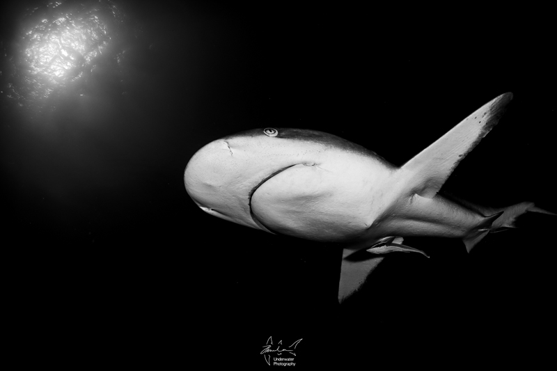 Shark photo by Jin Woo Lee, using RX100 V, Nauticam housing, 2x INON D-2000 strobes, INON fisheye lens with dome, Sola 800 Photo light