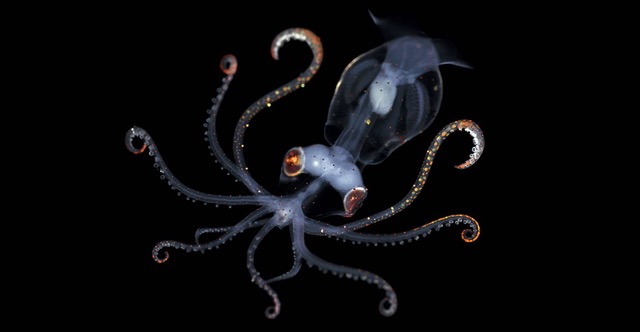 Image of Sharpear Enope Squid Larva © William Tan
