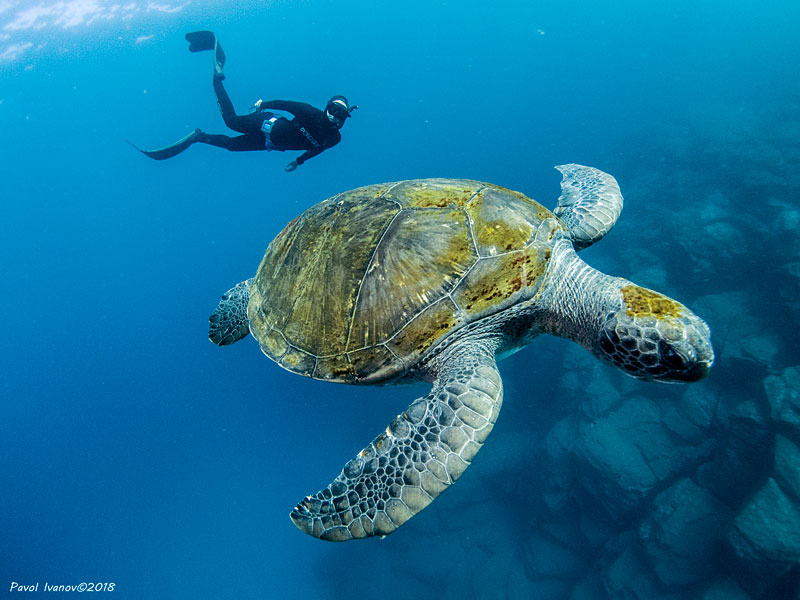 Freediver with turtle by Pavol Ivanov. Olympus TG-5, Olympus housing, UWL-04 wet wide angle lens. 5.5mm focal length, 1/320 sec, f/3.2, ISO 400. Shot in aperture priority mode with -0.3 exposure compensation.