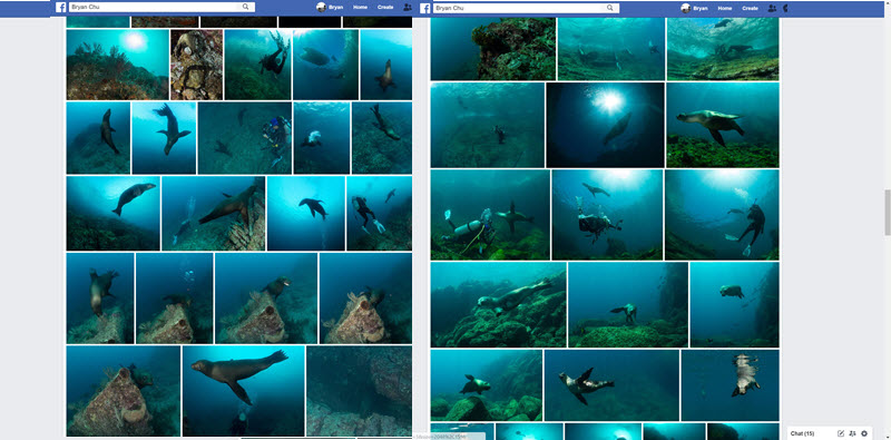 Would you rather see endless similar sea lion photos...? (and this album contains a lot more than this)