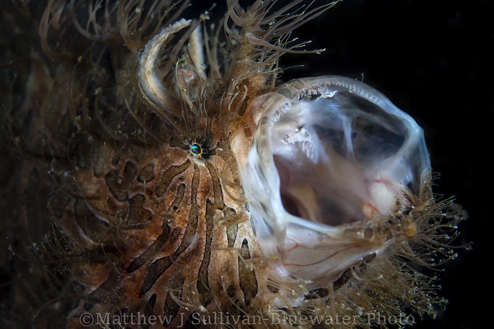 Frogfish photo by Matt Sullivan. Sony A7R III, 90mm Macro Lens. F10, 1/160 ISO 100