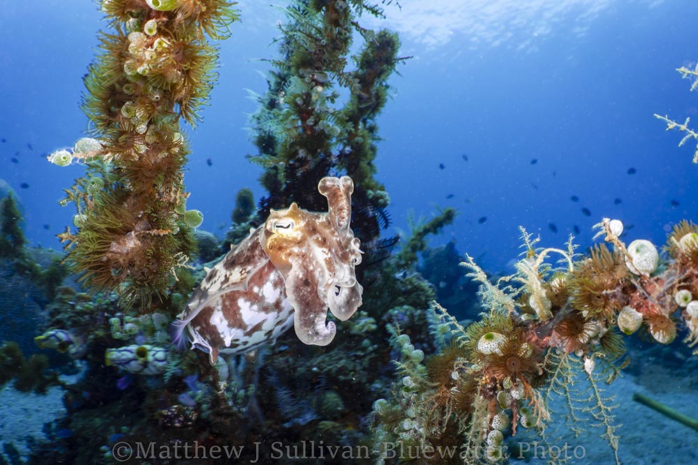 Broadclub Cuttlefish photo by Matt Sullivan. Sony A7R III, 28mm + Nauticam WWL-1. F10, 1/200, ISO 125