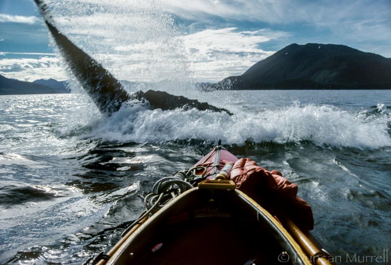 The only time a humpback whale showed any display of aggression toward Duncan and his kayak