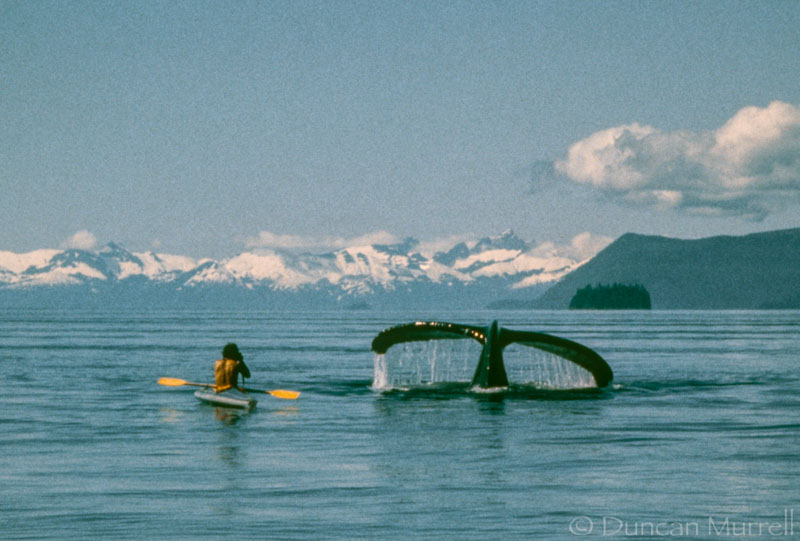 Duncan's first encounter with a humpback whale in a kayak circa 1981