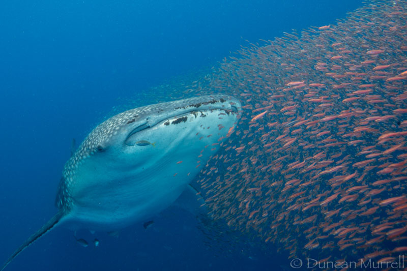 An ongoing hunt for food