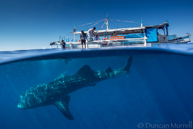 Whale shark (Rhincodon typus ), Honda Bay, Puerto Princesa, Palawan, the Philippines.