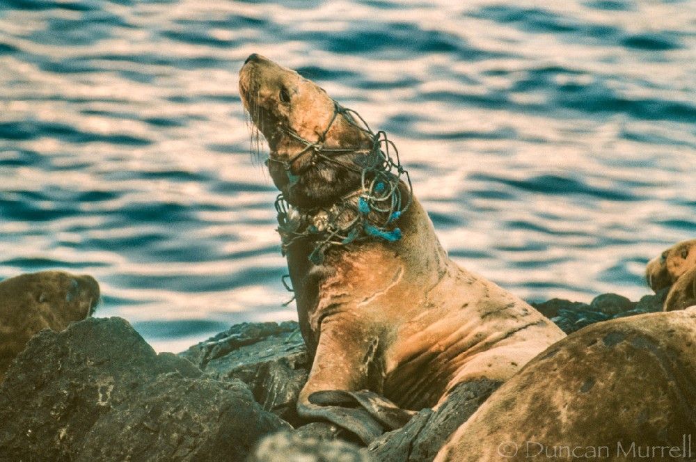 "I often used to creep up close to the sea lions hauled out on Yasha Island, just off Point Gardiner at the southern end of Admiralty Island. I could see this young sea lion laying down on its belly, and that it had something around its neck, but nothing could have prepared me for the gut-wrenching sight when it reared up and I could see the full extent of the damage and suffering that this poor creature must have endured. The net had become deeply embedded in its throat as it had continued to grow after first getting entangled with it when it was probably playing with it. One strand of the net passed through its mouth like a horse's bit, and had pulled its mouth back into a horrific frozen grimace. I felt so sickened by the daily torture that this poor animal must have been subjected to, but it also seemed like it had somehow adapted to it demonstrating the incredible resilience of wild animals. Apart from its horrific embedded necklace it looked just as well fed and healthy as the other sea lions. I felt compelled to try to capture it without really knowing how I could hang onto the sea lion to remove the net, but I wasn't able to get close enough without disturbing all of the sea lions. When I returned to Petersburg I reported it to the Dept of Fish and Game, and was glad to hear that they were going there to do a survey, but unfortunately I later heard that they were unable to find the poor animal. I don't know how much longer that it would have been able to survive like this if it was still growing."