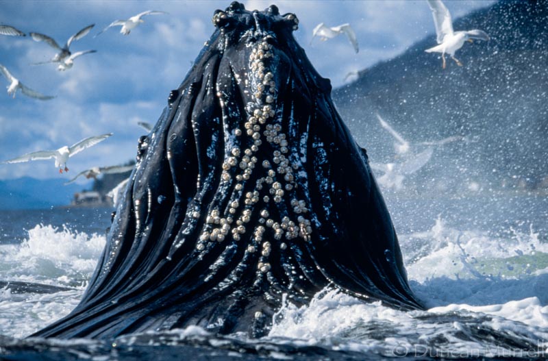 “My favorite photo? – Well that would have to go back to my whale days, really. Probably the photo shared by BBC in 2002. It was a photo that I really wanted to get – lunge feeding, close up, and it was a bit of a life changer for me. It was in national geographic. That photo gave my work a really big boost. The editor of BBC magazine commissioned me to do an article and I was on the cover of the BBC wildlife magazine and that was the pinnacle of my photographic career. Winner of the mammal behavior category in the BBC Wildlife Photography of the Year competition in 2002.”