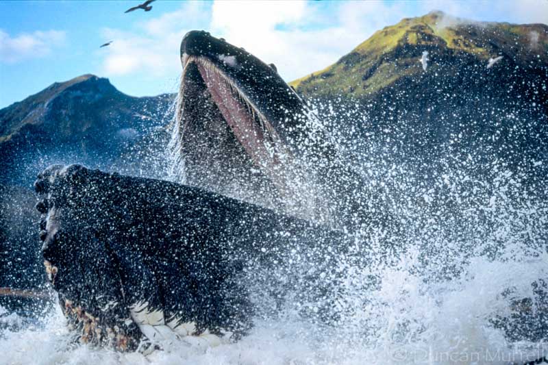 Up Close and Personal with a Humpback Whale