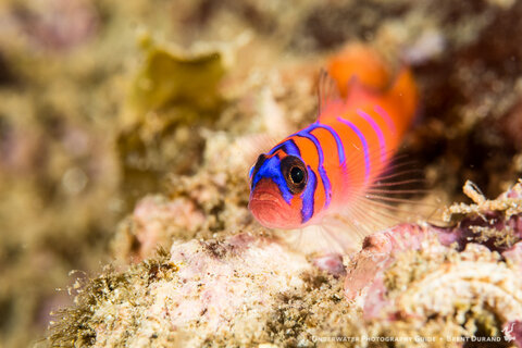 A goby rests on the substrate. Canon G7 X Mk II, Fantasea FG7XII housing, UWL +9 macro diopter. f/11, 1/200, 36.8mm uncropped. Photo: Brent Durand