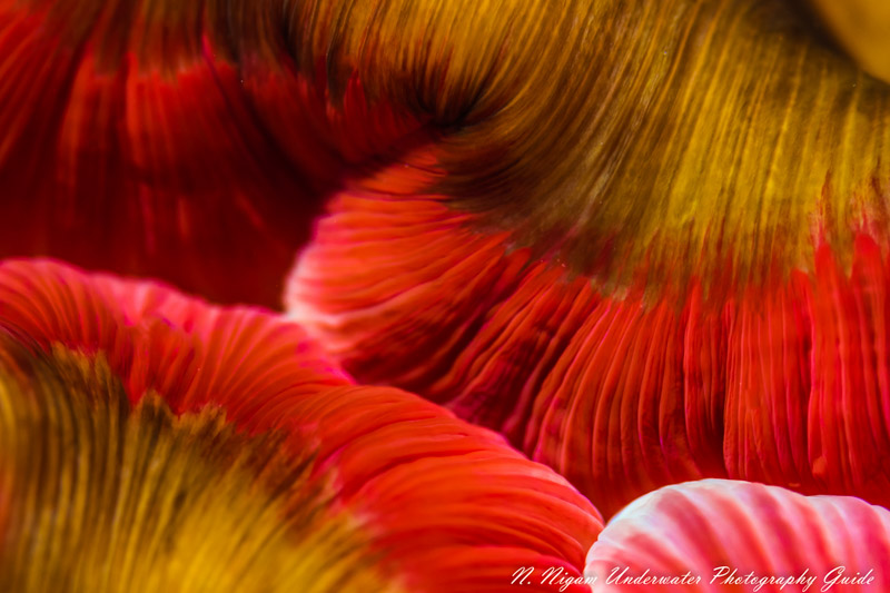 Fish eating anemone mouth photographed with the Nikon Z7 in an Ikelite Z7 housing, a Nikkor 105 mm macro lens, and dual Ikelite DS-161 strobes. 1/125, f/11, ISO 200
