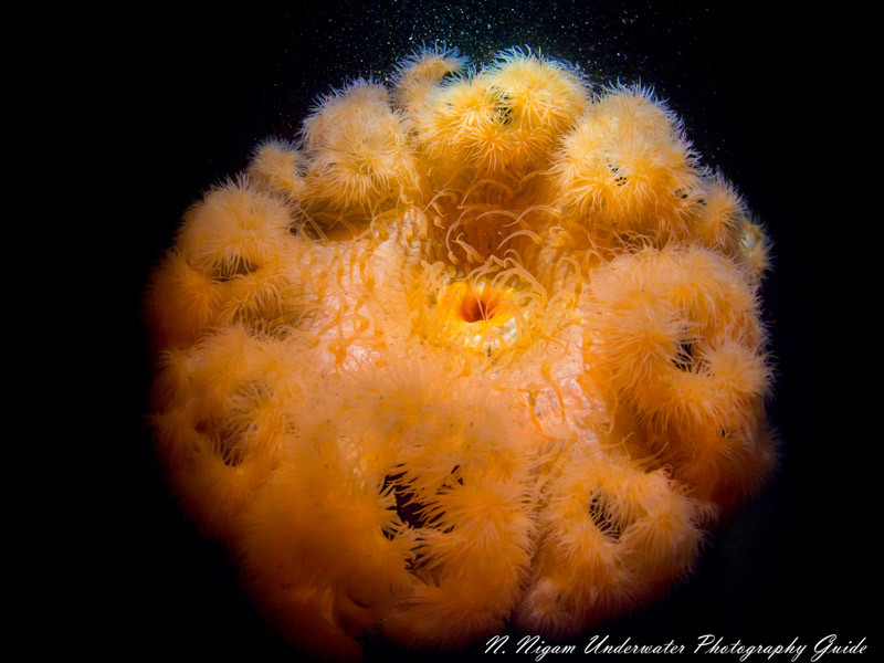 Wide angle photo of a 3ft metridium anemone taken with a single bluewater 1000 lumens focus light with an Olympus E-PM1 and an 8mm Panasonic fisheye lens. ISO 200, 1/160, f/9