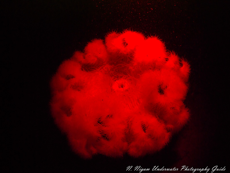 Red light is great for sneaking up on underwater subjects that can't see it. Wide angle photo of a 3ft metridium anemone taken with a single bluewater 1000 lumens focus light with an Olympus E-PM1 and an 8mm Panasonic fisheye lens. ISO 200, 1/160, f/5.6