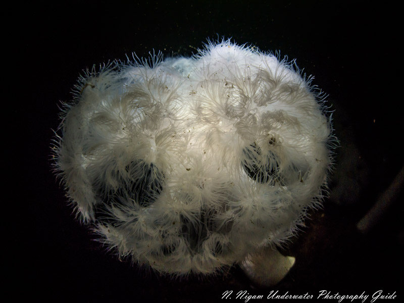 Wide angle photo of a 3ft metridium anemone taken with a single bluewater 1000 lumens focus light with an Olympus E-PM1 and an 8mm Panasonic fisheye lens. ISO 200, 1/160, f/5