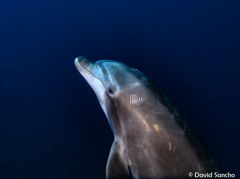 Photographed in Socorro, Mexico by David Sancho. Nikon Z7 in a Nauticam Z7 Housing, Nikon 16-35mm F4 VR lens, 8-inch dome port, dual YS-D2J strobes, Nauticam TTL converter. f/7.1, 1/250, ISO 500