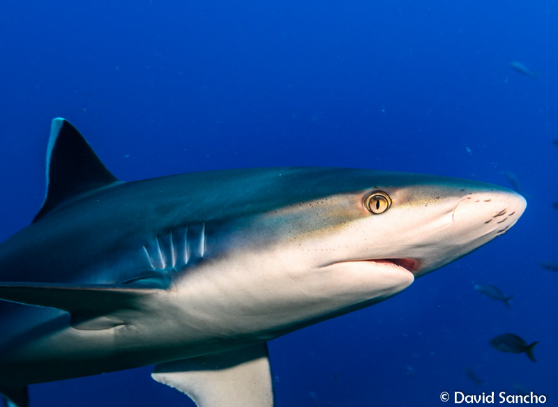 Photographed in Socorro, Mexico by David Sancho. Nikon Z7 in a Nauticam Z7 Housing, Nikon 16-35mm F4 VR lens, 8-inch dome port, dual YS-D2J strobes, Nauticam TTL converter. f/8, 1/160, ISO 200