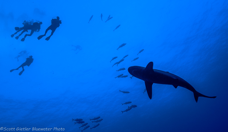 Whitetip - Socorro underwater photography
