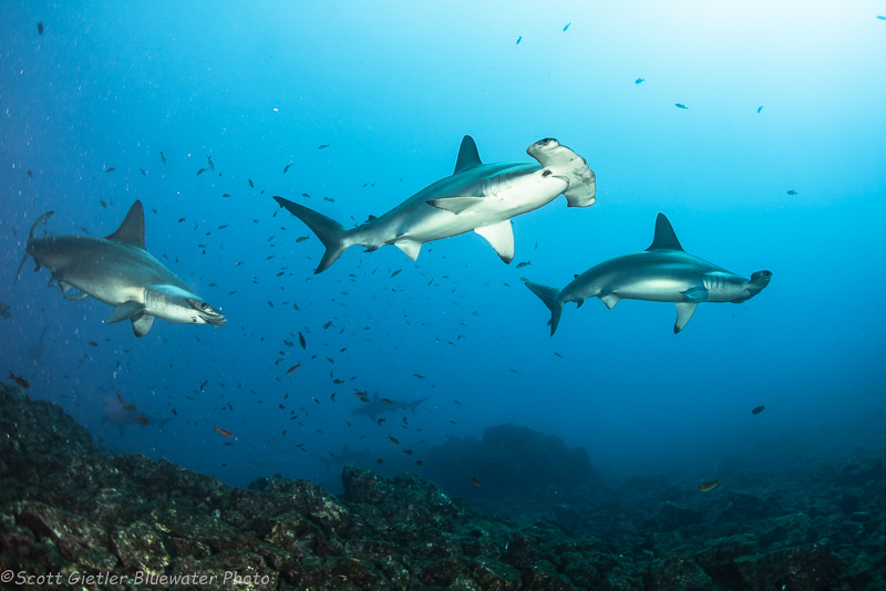 Turtle - Socorro underwater photography