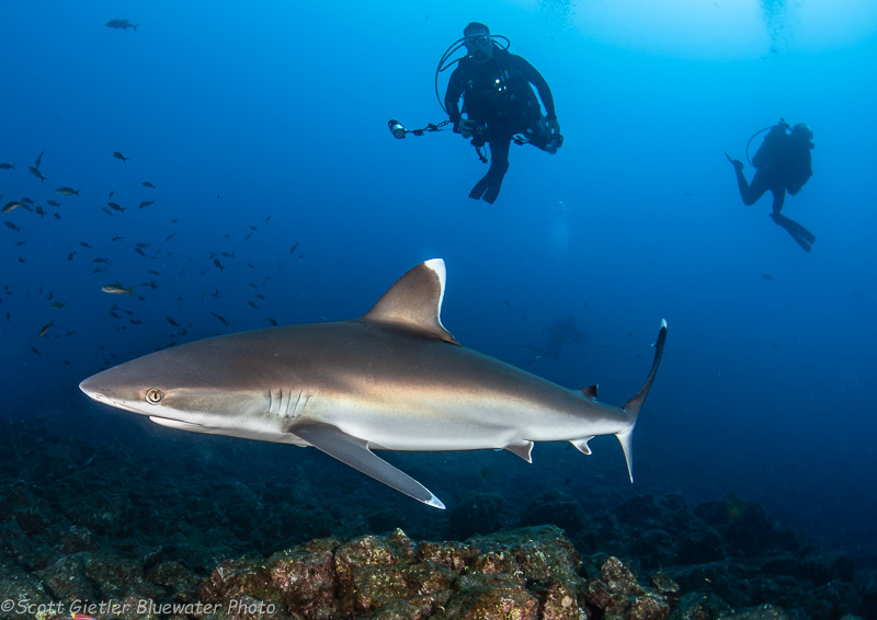 Turtle - Socorro underwater photography