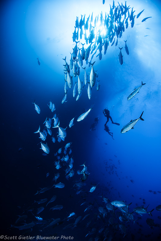 Jacks - Socorro underwater photography