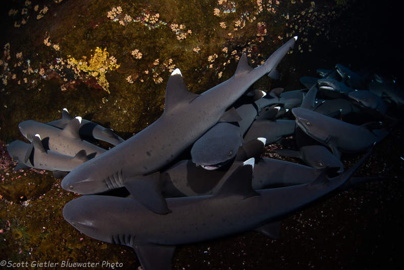 Whitetip reef sharks - Socorro underwater photography