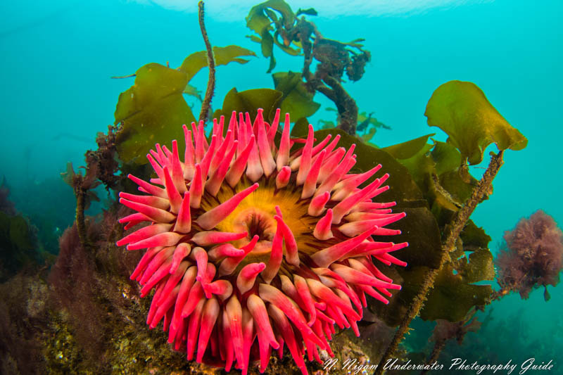 Fish eating anemone at San Juan Island, Washington. Photo taken with the Nikon Z7 in an Ikelite Z7 housing, Nikkor 8-15 mm fisheye lens, and dual Ikelite DS-161 strobes. 1/125, f/8, ISO 200