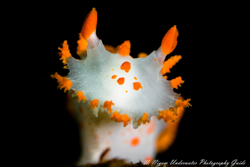 Beautiful details captured in a clown dorid by the Nikon Z7, Nikkor 105mm macro lens, an Ikelite Z7 housing, and dual Ikelite DS-161 strobes. 1/125, f/9, ISO-200
