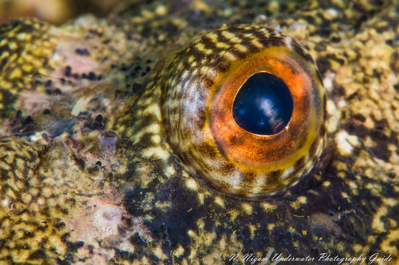 Sculpin eye photographed with the Nikon Z7 in an Ikelite Z7 housing, Nikkor 105mm macro lens, and dual Ikelite DS-161 strobes. 1/160, f/20, ISO 200