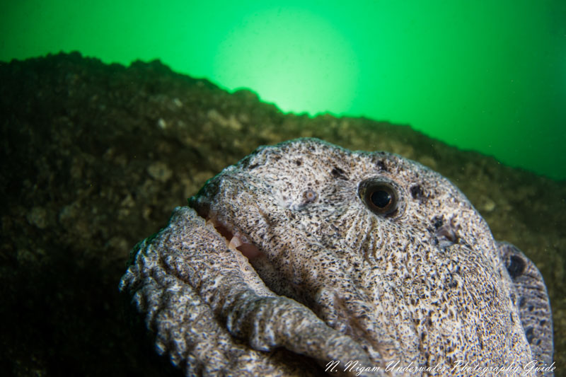 The only way to capture this shot so close to a quick wolf eel was to use the electronic viewfinder. Photographed with the Nikon Z7 in an Ikelite Z7 housing, with a Nikkor 8-15mm fisheye lens, and dual Ikelite DS-161 strobes. 1/125, f/7.1, ISO 250