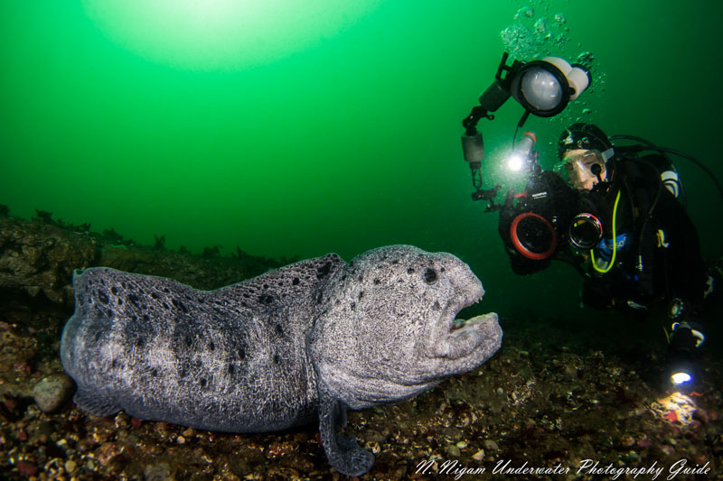 Excellent dynamic range and detail in a photo of a wolf eel. Taken with the Nikon Z7 in an Ikelite Z7 housing with a Nikkor 8-15mm fisheye lens and dual Ikelite DS-161 strobes. f/7.1, 1/160, ISO 400