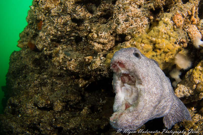 Accurate TTL with the Ikelite DL1 DS Link Nikon TTL converter and excellent recycle rates with the Ikelite DS-161 strobes was essential for capturing quick moments like with this wolf eel in Tacoma, Washington. Nikon Z7 in an Ikelite housing with Nikkor 8-15mm fisheye, dual Ikelite DS-160 strobes, Ikelite 45 degree viewfinder, and Ikelite to Nikon TTL Converter
