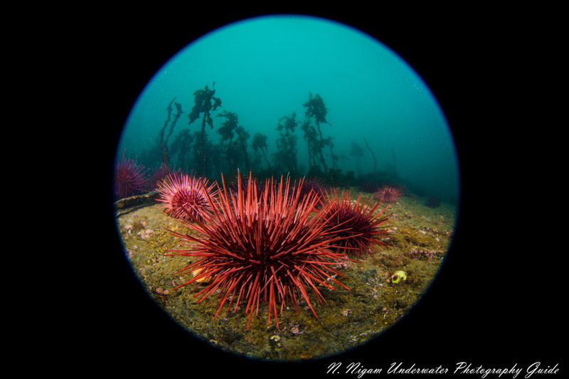 Sea urchins encroach upon their kelp prey. Photographed with the Nikon Z7 in the Ikelite housing with dual Ikelite DS-161 strobes, a Nikkor 8-15mm circular fisheye lens, and Nikon to Ikelite TTL converter. ISO 200, f/10, 1/200 sec