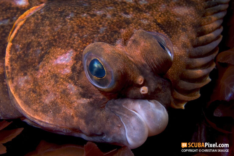 How to Improve your Fish Portraits 0352-14052005-1-Microstomus_kitt