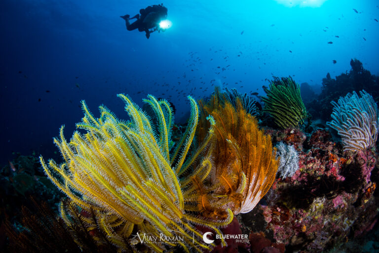 Anilao Workshop Photo Essay December 2017 04VijayAnilao-8153