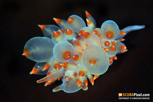 A Nudibranch Safari in Norway 0949-31012010-7821-Eubranchus_farrani