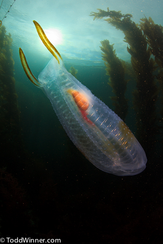 Removing Backscatter in Photoshop 1 Before