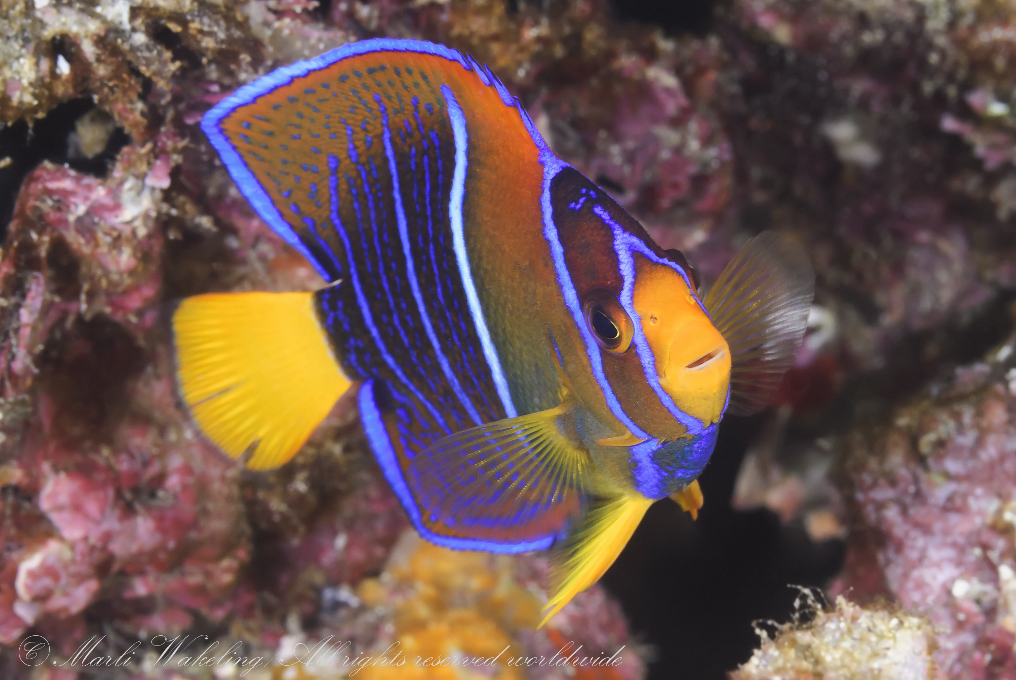 Dive Adventure: Sea of Cortez