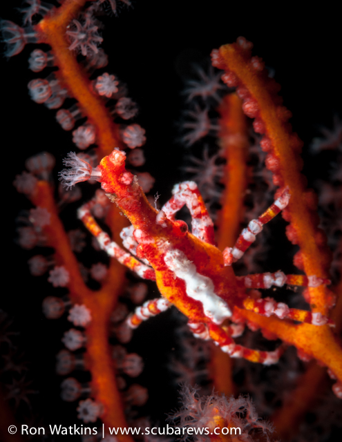 Diving Papua New Guinea, Part II: Macro 1REW-3010