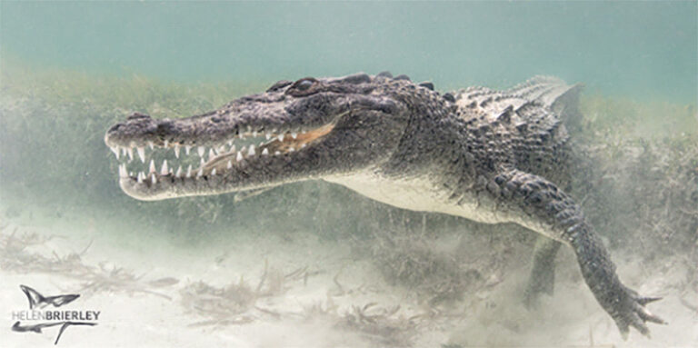 Swimming with Dinosaurs in Mexico 1