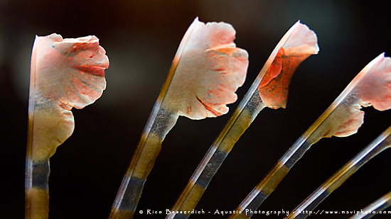 1_lionfish_fins_abstract