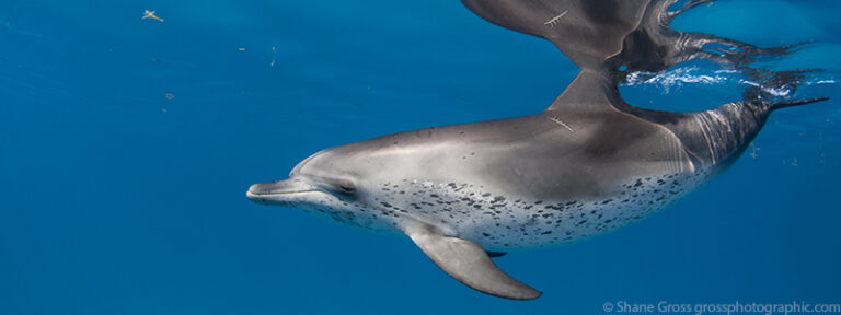 Capturing Fast Ocean Action 2015_01_30_bimini222_8X3