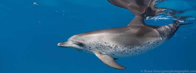 The Hammerheads of Bimini