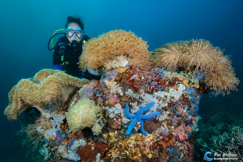 Inside Look at a Philippines Liveaboard Photo Workshop 2016-02-20-Philippine-Siren-6151