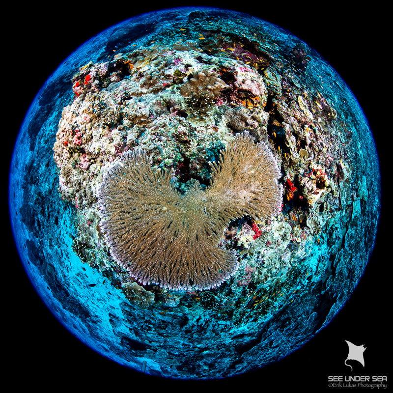 Canon 5D Mark III, Sea & Sea MDX5Dv2 Housing, Canon 8-15mm f4/L at 8mm, Zen DP-100 Mini Dome Port, Dual Sea & Sea YS-D1 Strobes . Exposure: 1/125th, f/11 ISO 320. Dive site: Lighthouse Reef, Narcondam Island.