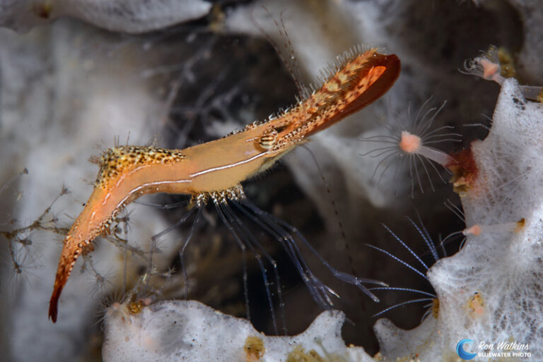 Three Crazy Critters of the Dauin Coast 2016-03-02-Philippine-Atmosphere-8356