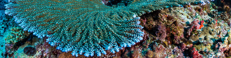 Wide-Angle in the Andaman Islands 2016-03-02-UWPG_Header_Andaman-0132-2