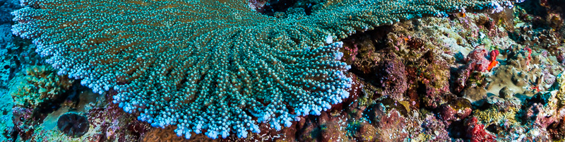 Wide-Angle in the Andaman Islands