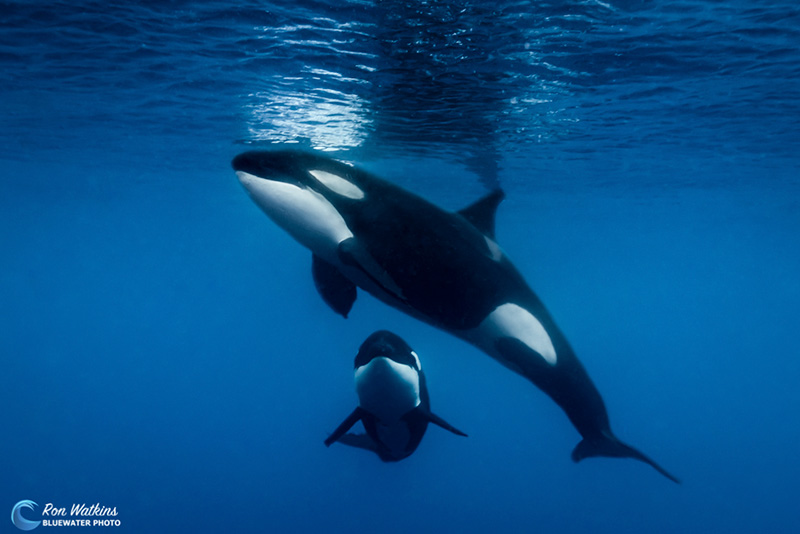Facts about Orcas, aka Killer Whales
