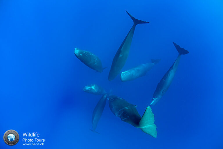 Sperm Whale Photography with Franco Banfi 2018-06-15-FBSpermWhales08