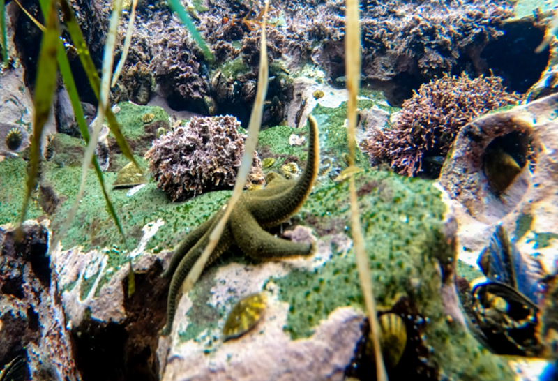 2018-06-25-BCTidepools Title